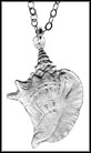 Conch Shell (Bahamas), without rim MAIN