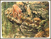 Within A Cougar's Sights Collector Plate by Kerri Burnett MAIN