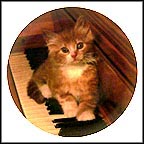 Kitten On The Keys Collector Plate by Ron Iverson MAIN