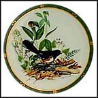 Towhee Collector Plate by Roger Tory Peterson MAIN