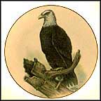 American Eagle Collector Plate by Clarence Thorpe MAIN