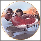 American Widgeon Collector Plate by Rod Lawrence MAIN