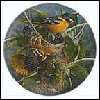 The Baltimore Oriole Collector Plate by Kevin Daniel MAIN