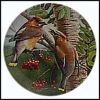 The Cedar Waxwing Collector Plate by Kevin Daniel MAIN