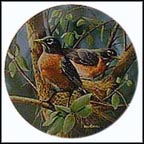 The Robin Collector Plate by Kevin Daniel MAIN