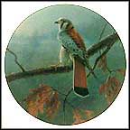 The American Kestrel Collector Plate by David Smith MAIN