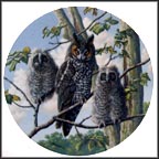 Treetop Trio: Long-Eared Owls Collector Plate by James Beaudoin MAIN