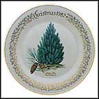 Aleppo Pine Collector Plate MAIN