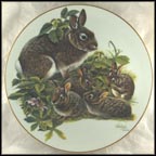 Cottontail Rabbits Collector Plate by Richard Timm MAIN