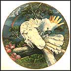 Greater Sulfur-Crested Cockatoo Collector Plate by Konrad Hack MAIN