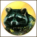 The Curious Raccoon Collector Plate by Robert Blottiaux MAIN