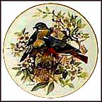 Redstart Collector Plate by Ursula Band MAIN