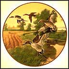 Pintails In Indian Summer Collector Plate by Lynn Kaatz MAIN