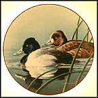 The Lesser Scaup Collector Plate by Neal Anderson MAIN
