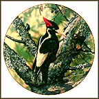 Ivory Billed Woodpecker Collector Plate by Carl Brenders MAIN
