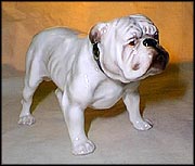 Bulldog, standing MAIN