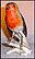 Robin (white), Goebel Figurine  #CV 100 THUMBNAIL