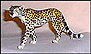 Cheetah, Goebel Figurine  #nn-cheet THUMBNAIL