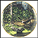 Forest Sentinel Collector Plate by John Van Straalen THUMBNAIL
