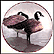 Canada Geese Collector Plate by Rod Lawrence THUMBNAIL