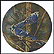 The Blue Jay Collector Plate by Kevin Daniel THUMBNAIL