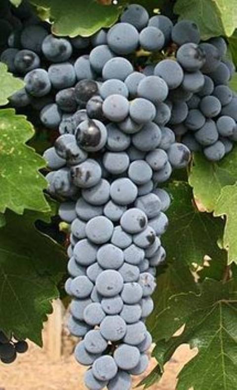 buy #560R Cabernet Sauvignon 2007 to 2009