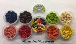 download wax worms near me download wax worms near me