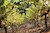 Kukeri 2019 - Cabernet Sauvignon - Mt. Veeder - Napa Valley $95 retail SWATCH