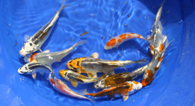 buy 12 Live Koi Fish - Direct Ship Pond Pack from Aquascape for Water Gardens & Ponds