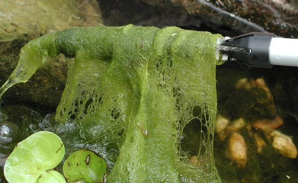 buy Algae Witch with 72 Inch Handle for Water Gardens & Ponds