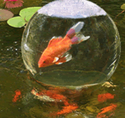 buy Aquatic Add-A-Sphere for Fish in Water Gardens & Ponds