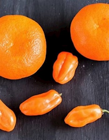 X5 EVOO 'hot' Olive Oil w/habanero/Citrus LARGE