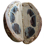 Chocolate Chunk Truffle Egg (1.5oz) SWATCH