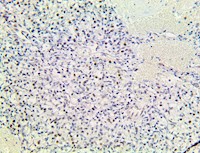 pax-7, pax7, pax 7, anti-pax-7, anti-pax7, anti-pax 7, paired box gene 7 MAIN
