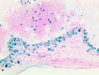 TintoFast Ki-67 (RM360), RMab MAIN