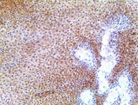 Claudin-7, claudin 7, cldn7, cldn-7, anti-claudin-7, anti-claudin 7, anti-cldn7, anti-cldn-7 MAIN