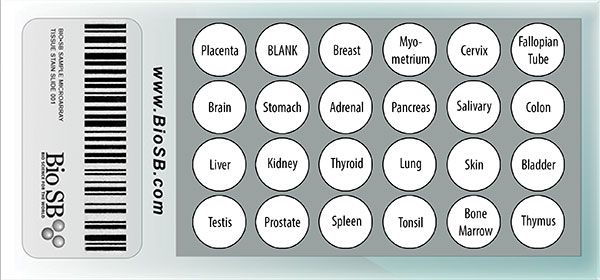 23 Core Normal Human Tissue Microarray MAIN