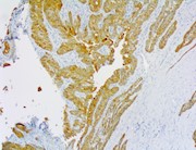 PolyDetector HRP Yellow THUMBNAIL