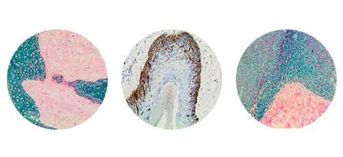 Fast Mohs IHC Antibodies
