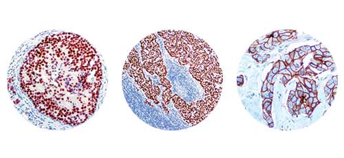 All Antibodies