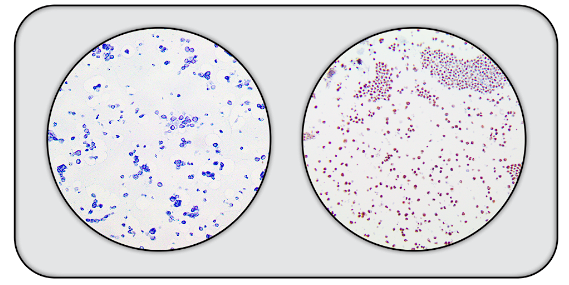 2-Core Adenovirus Cell Line Microarray MAIN