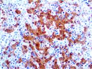 Arginase-1 (EP261), RMab THUMBNAIL