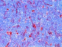B7H3 / CD276 (RBT-B7H3), RMab MAIN