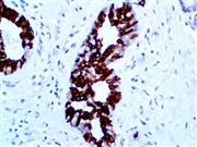 Bax (E63), RMab THUMBNAIL