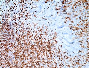 CTNNB1, sc7963, β-catenin, b-catenin, b catenin, beta catenin, beta-catenin, sc-7963, 7963, β catenin, βcatenin, anti-β- MAIN