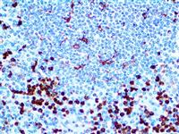 CD11b (EP45), RMab MAIN