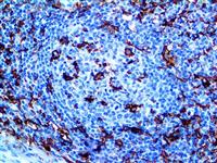 CD11c (EP157), RMab MAIN