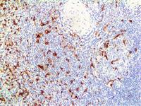 CD13 (38C12), MMab MAIN