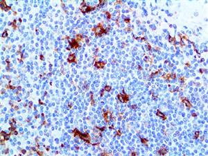 CD13 (EP117), RMab MAIN