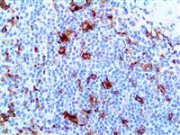 CD13 (EP117), RMab MAIN